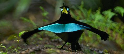 The Lesser-Known Species of Birds of Paradise: Hidden Gems in the Rainforest